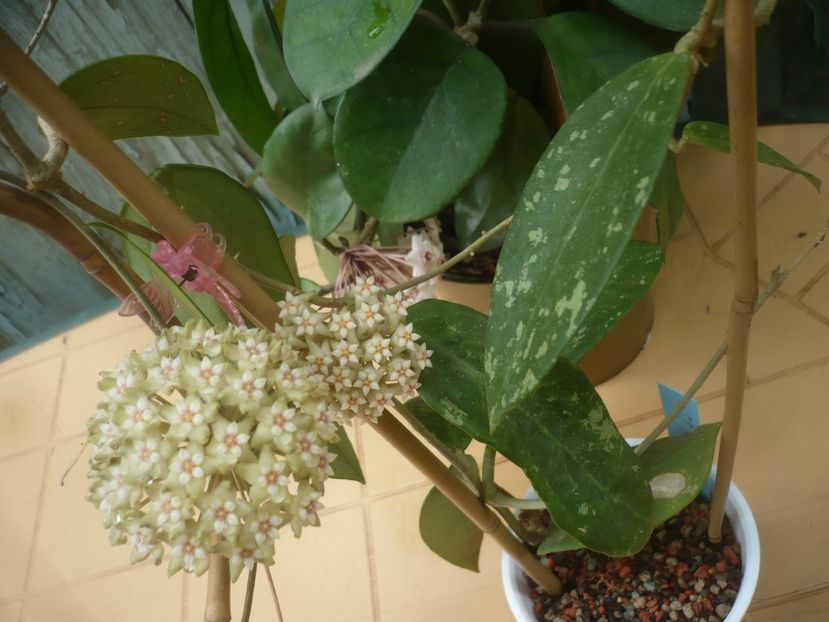P1490260 - HOYA 2021-1