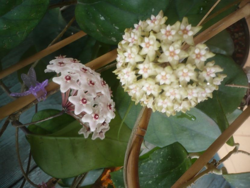 P1490261 - HOYA 2021-1