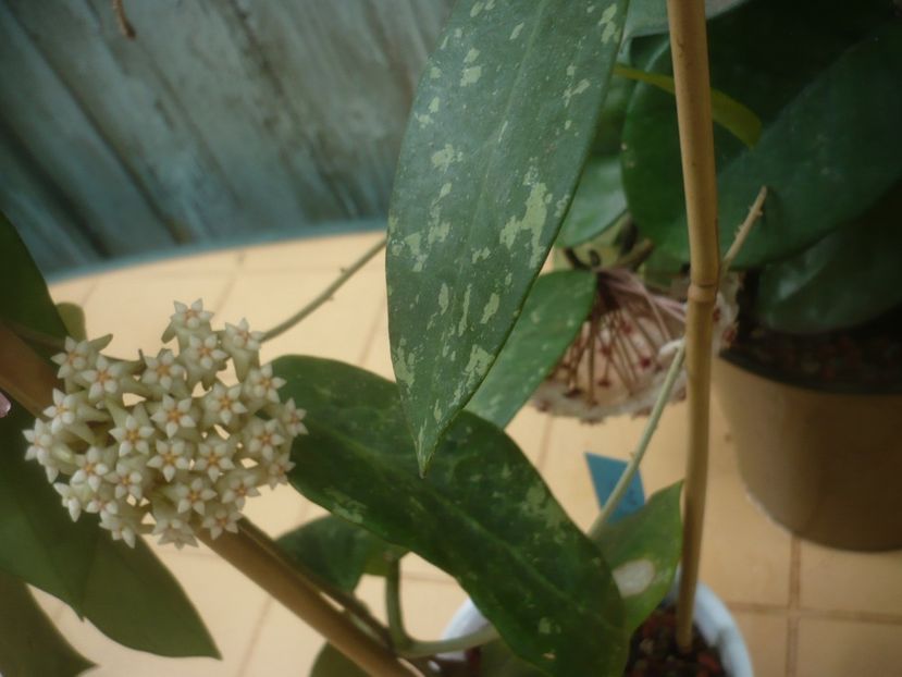 P1490262 - HOYA 2021-1