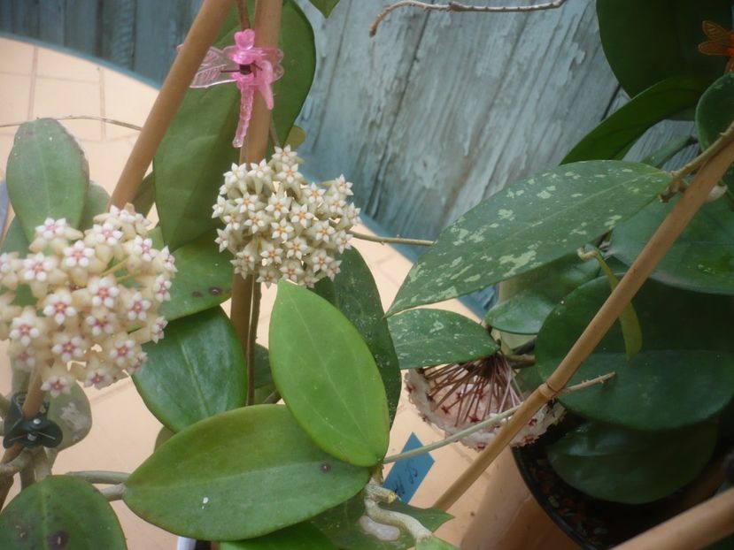 P1490263 - HOYA 2021-1