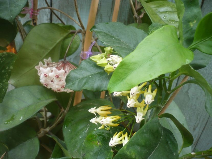P1490264 - HOYA 2021-1