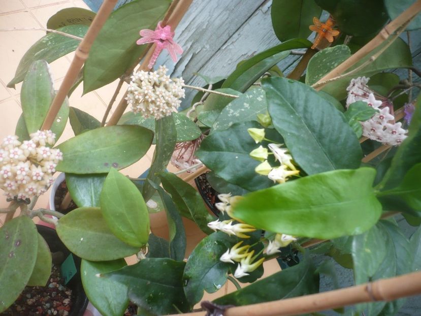 P1490266 - HOYA 2021-1