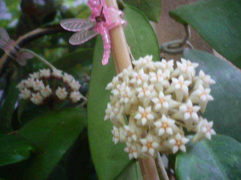 P1490270 - HOYA 2021-1