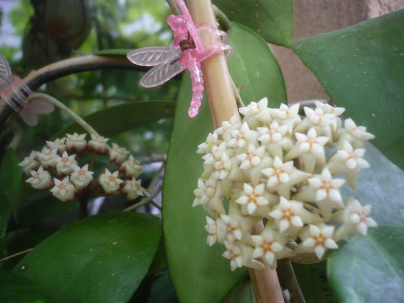 P1490271 - HOYA 2021-1
