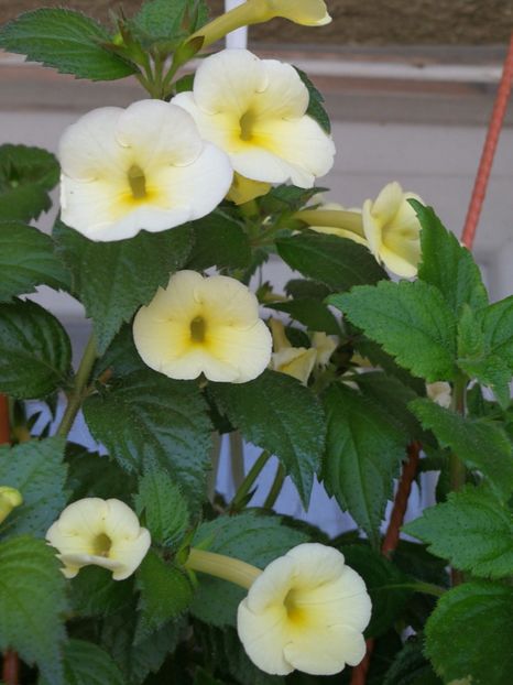  - Himalayan Sunrise_achimenantha