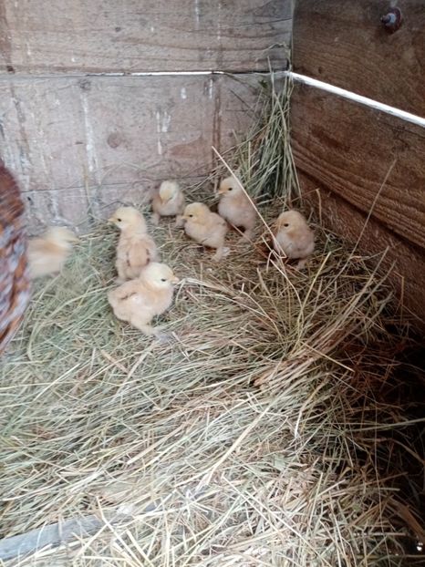  - 09 DE VÂNZARE 2021