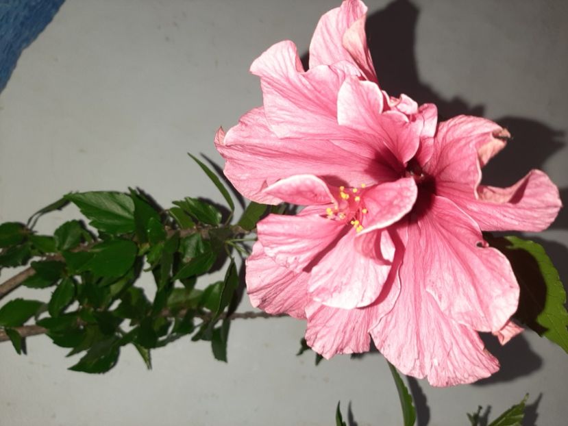  - Florile mele în iulie 2021