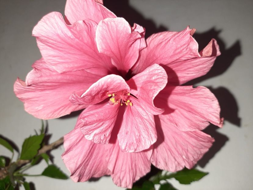  - Florile mele în iulie 2021