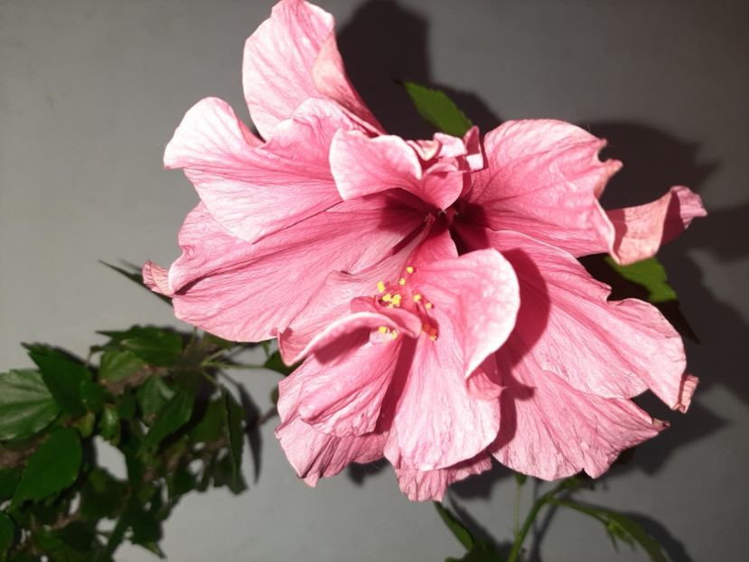  - Florile mele în iulie 2021