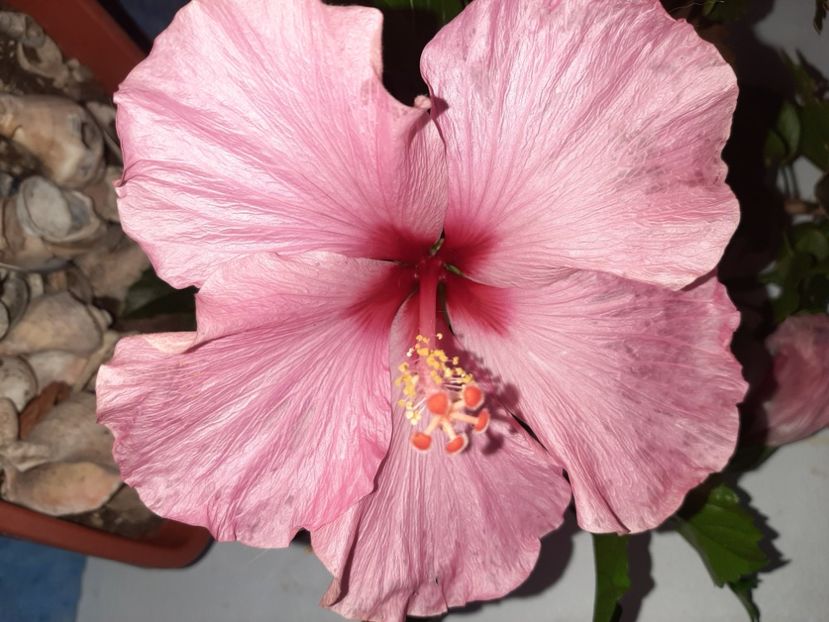  - Florile mele în iulie 2021