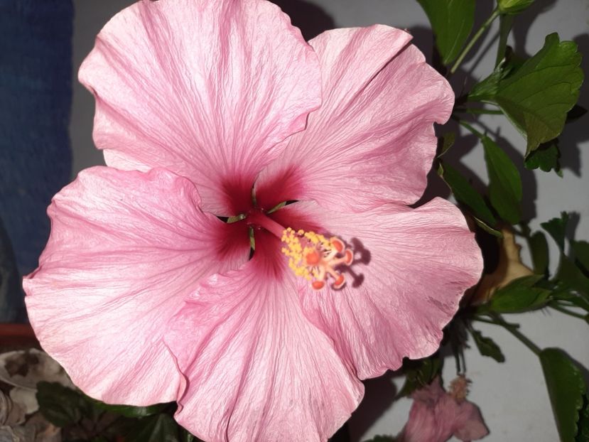  - Florile mele în iulie 2021