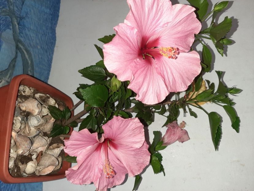  - Florile mele în iulie 2021