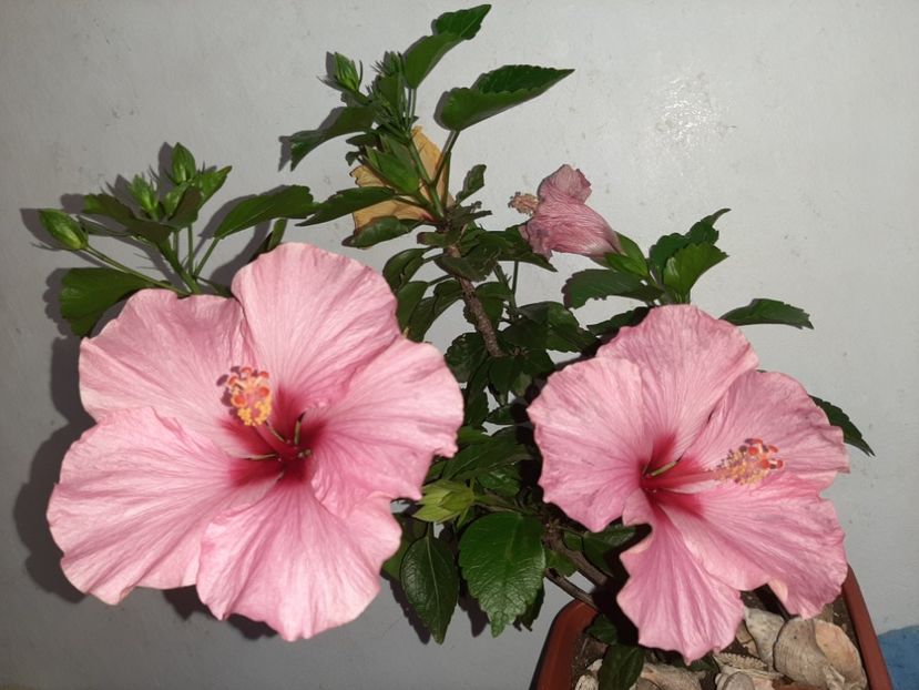  - Florile mele în iulie 2021