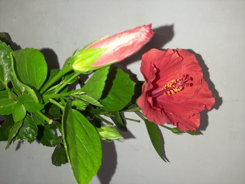  - Florile mele în iulie 2021