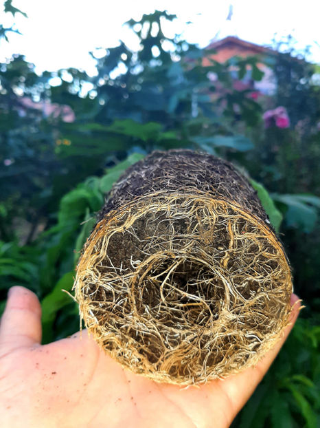  - De vânzare hibiscusi moscheteus din semințe