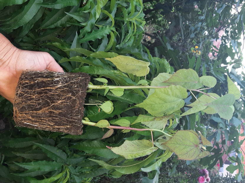  - De vânzare hibiscusi moscheteus din semințe