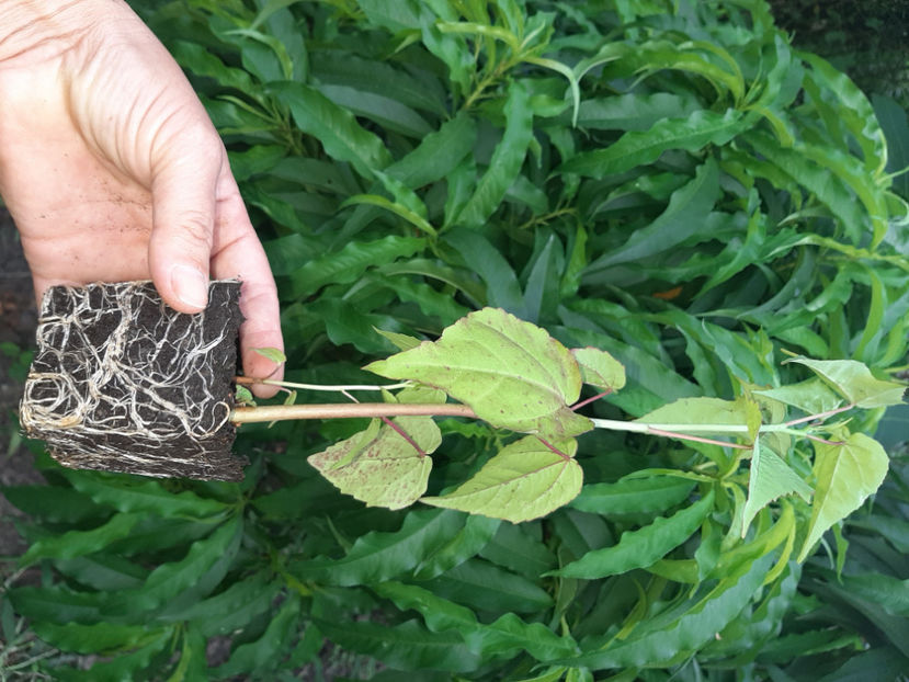  - De vânzare hibiscusi moscheteus din semințe