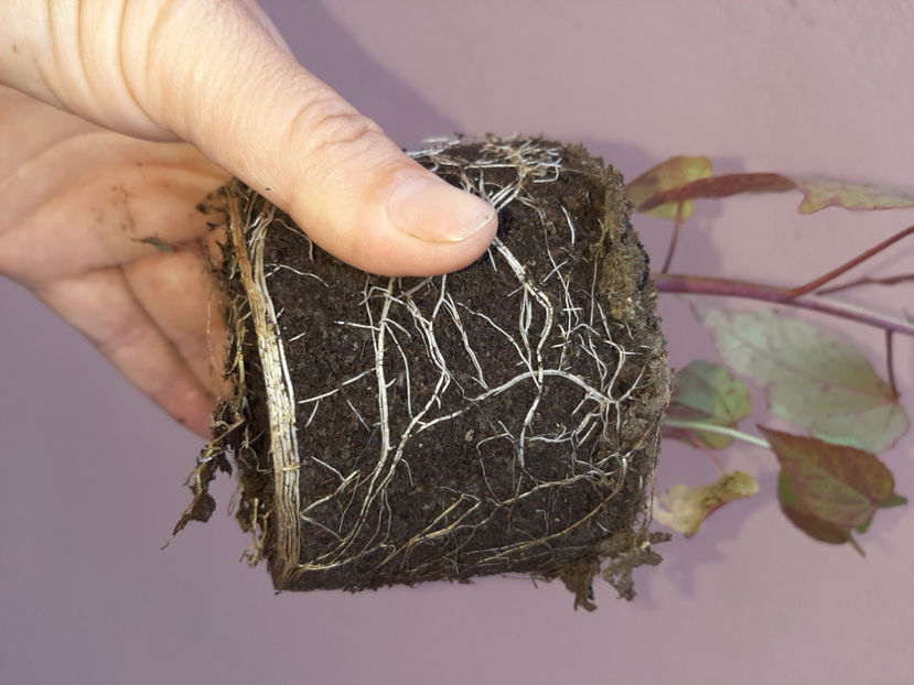  - De vânzare hibiscusi moscheteus din semințe