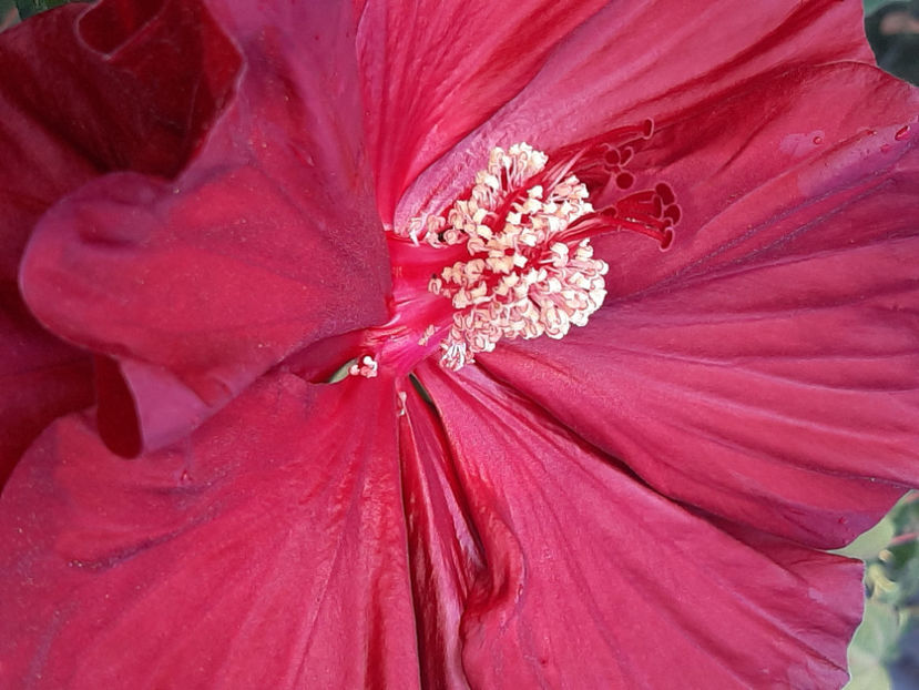  - De vânzare hibiscusi moscheteus din semințe