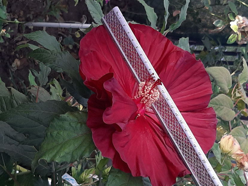  - De vânzare hibiscusi moscheteus din semințe