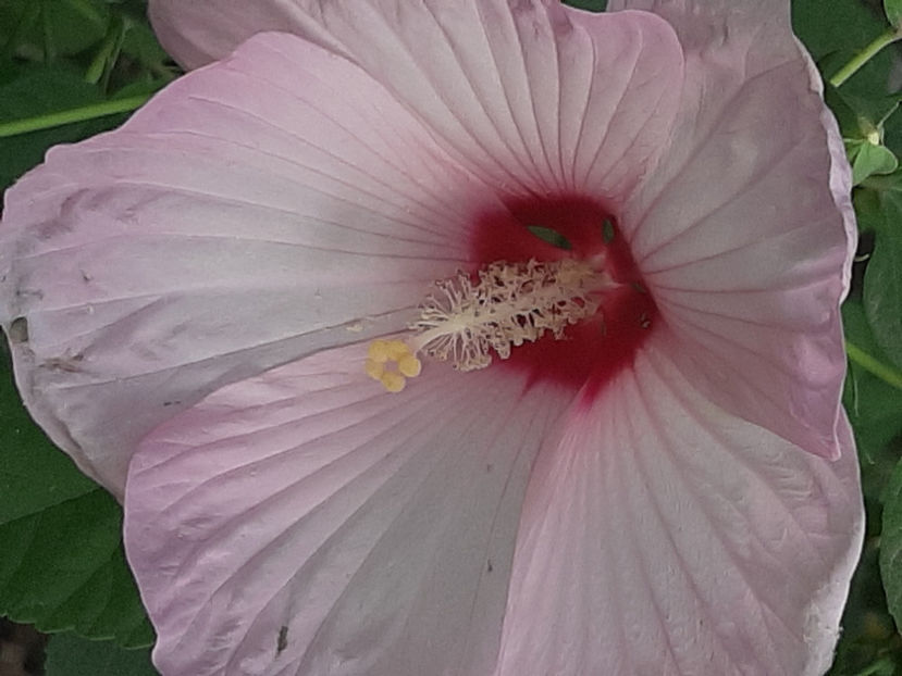  - De vânzare hibiscusi moscheteus din semințe