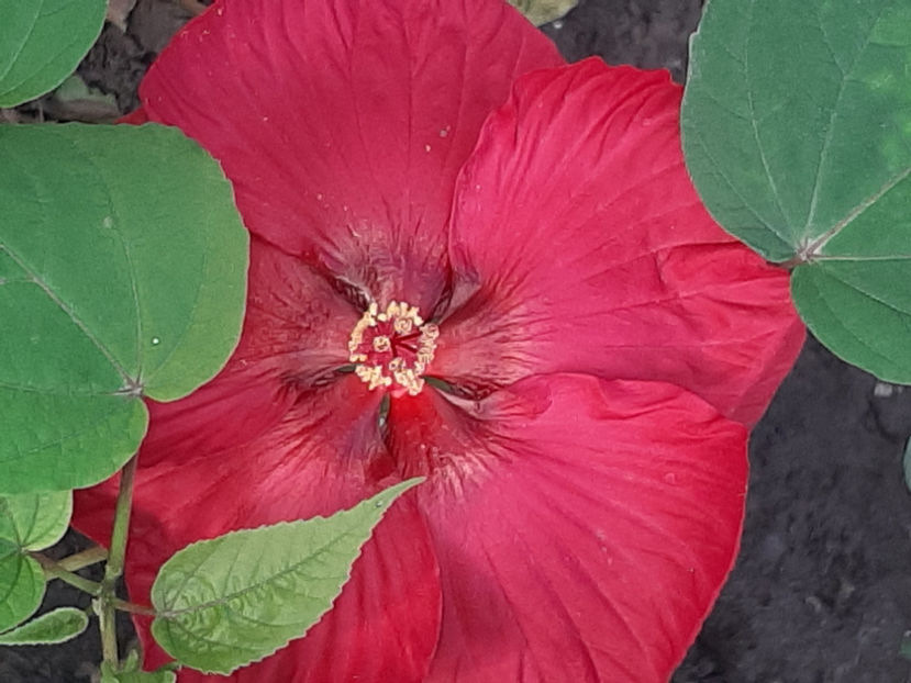  - De vânzare hibiscusi moscheteus din semințe