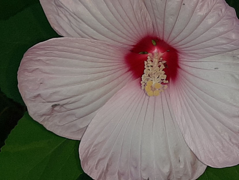  - De vânzare hibiscusi moscheteus din semințe