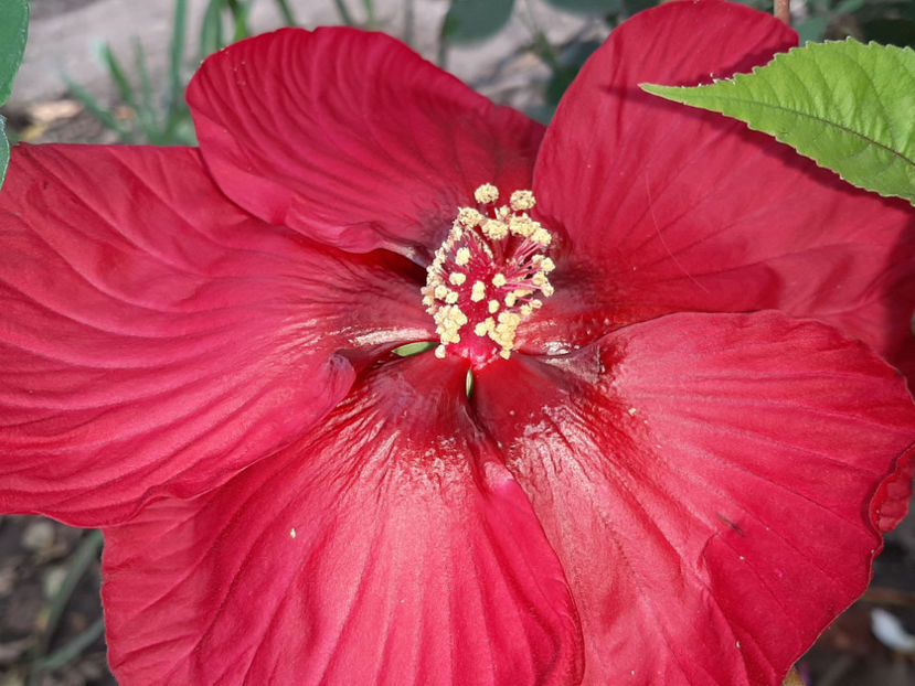  - De vânzare hibiscusi moscheteus din semințe