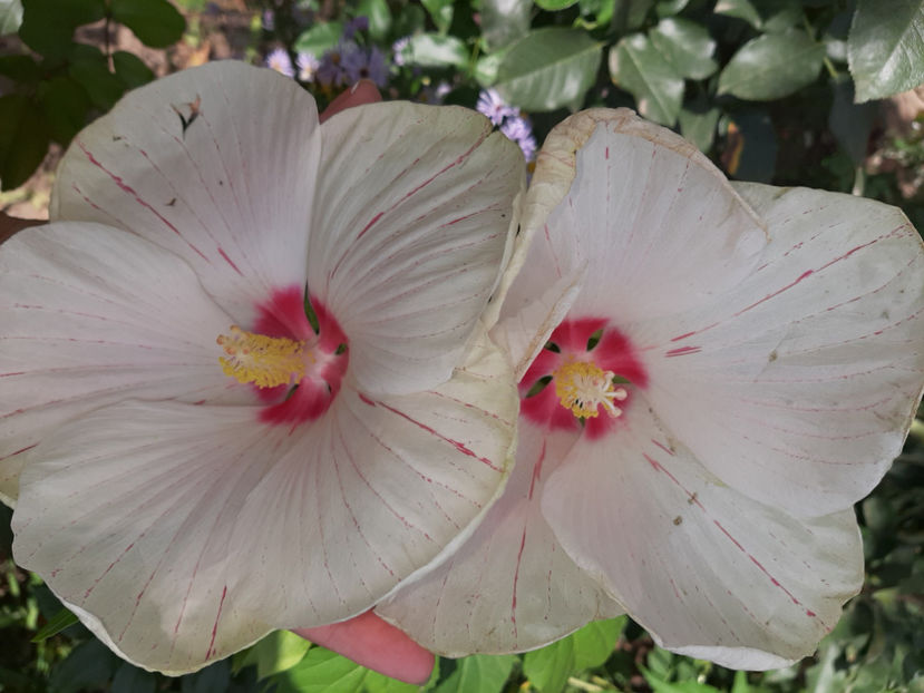  - De vânzare hibiscusi moscheteus din semințe