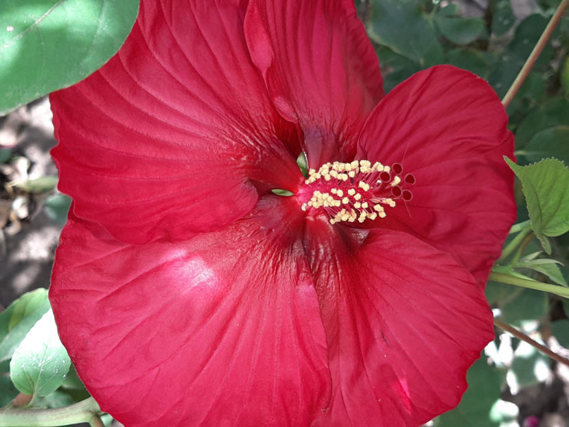  - De vânzare hibiscusi moscheteus din semințe