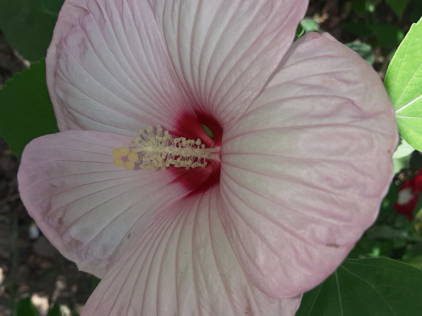  - De vânzare hibiscusi moscheteus din semințe