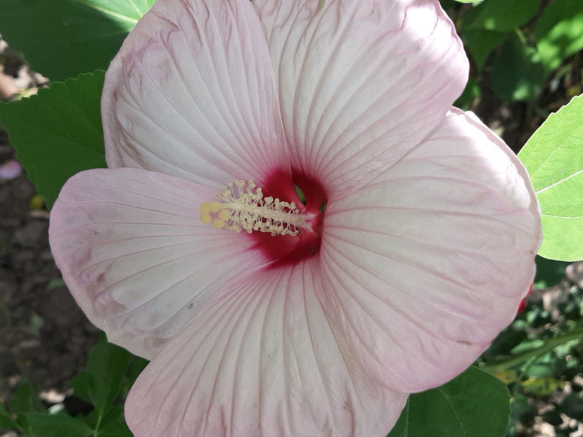  - De vânzare hibiscusi moscheteus din semințe