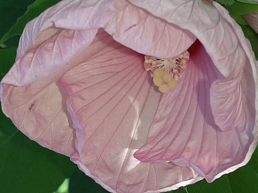  - De vânzare hibiscusi moscheteus din semințe