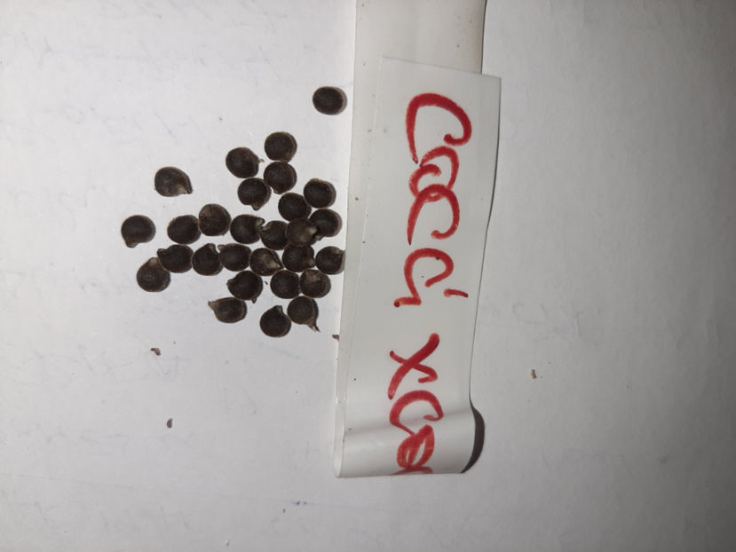  - De vânzare hibiscusi moscheteus din semințe