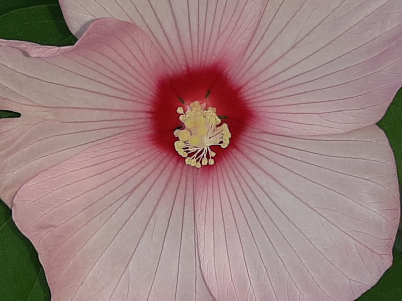  - De vânzare hibiscusi moscheteus din semințe