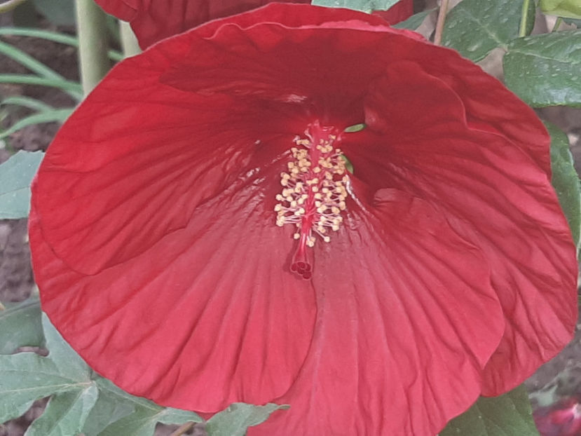  - De vânzare hibiscusi moscheteus din semințe