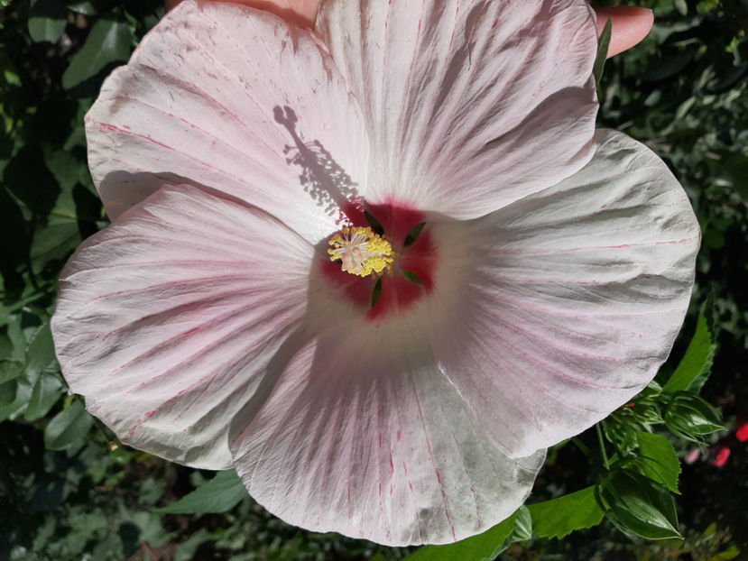  - De vânzare hibiscusi moscheteus din semințe