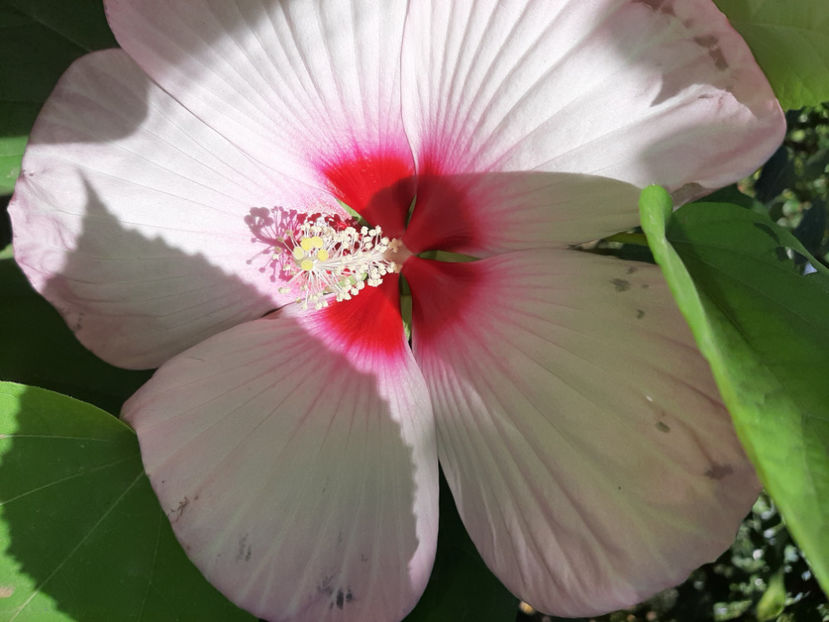  - De vânzare hibiscusi moscheteus din semințe