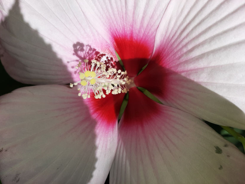  - De vânzare hibiscusi moscheteus din semințe