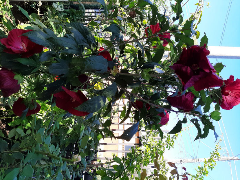  - De vânzare hibiscusi moscheteus din semințe