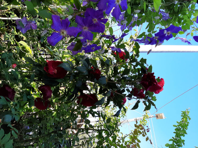  - De vânzare hibiscusi moscheteus din semințe