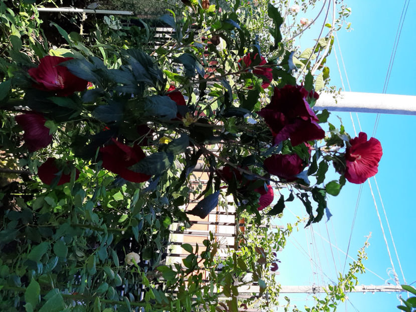  - De vânzare hibiscusi moscheteus din semințe