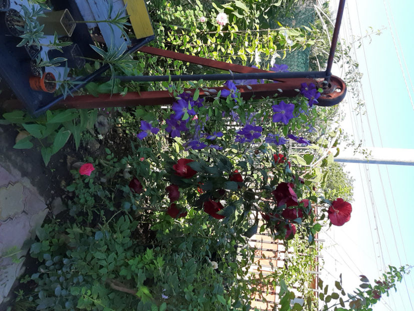  - De vânzare hibiscusi moscheteus din semințe