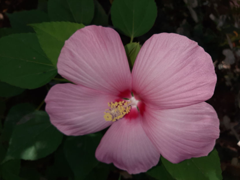  - De vânzare hibiscusi moscheteus din semințe