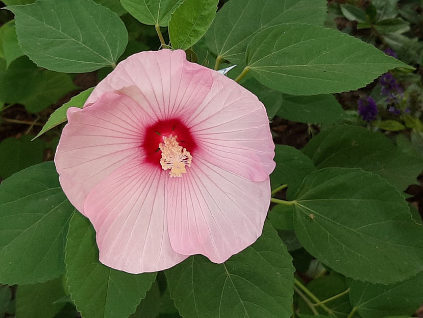  - De vânzare hibiscusi moscheteus din semințe