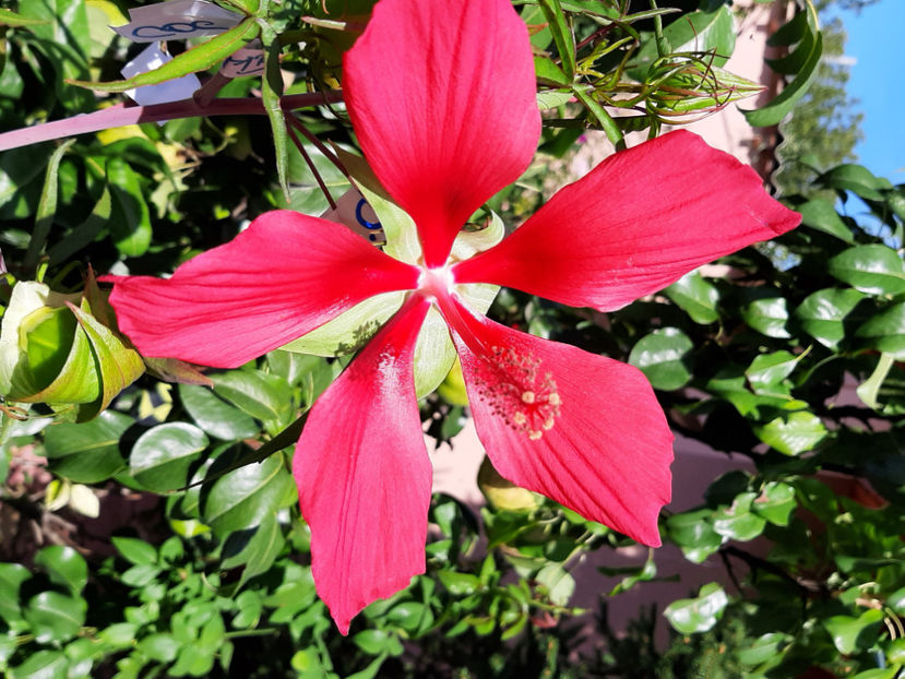  - De vânzare hibiscusi moscheteus din semințe