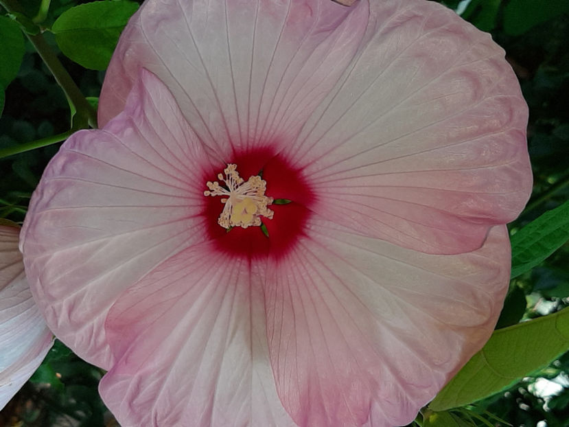  - De vânzare hibiscusi moscheteus din semințe