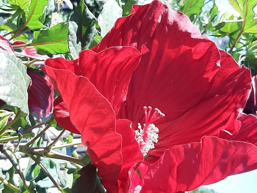  - De vânzare hibiscusi moscheteus din semințe