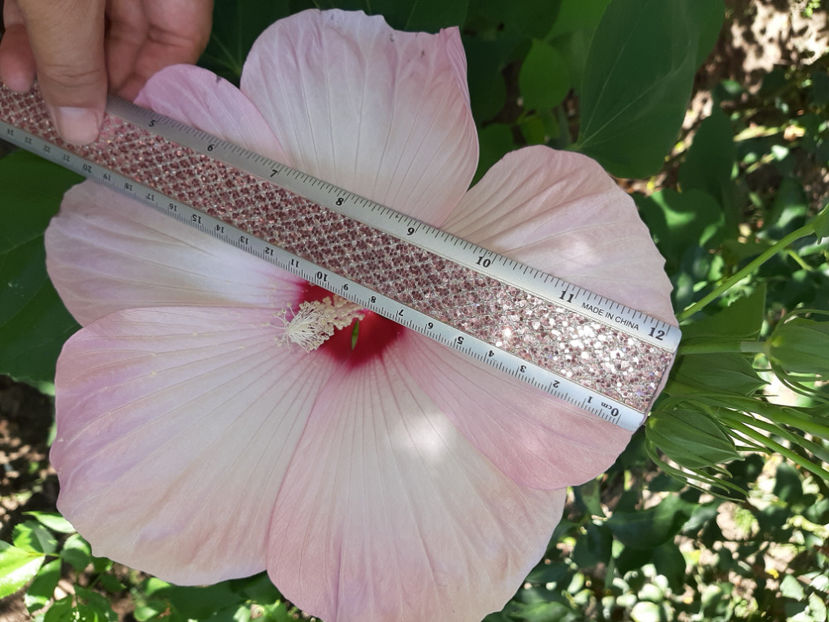  - De vânzare hibiscusi moscheteus din semințe