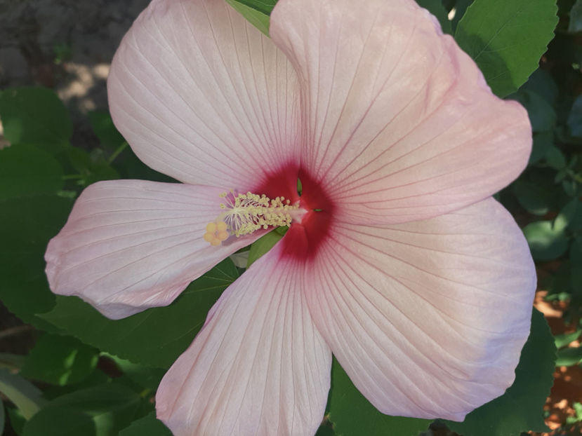  - De vânzare hibiscusi moscheteus din semințe